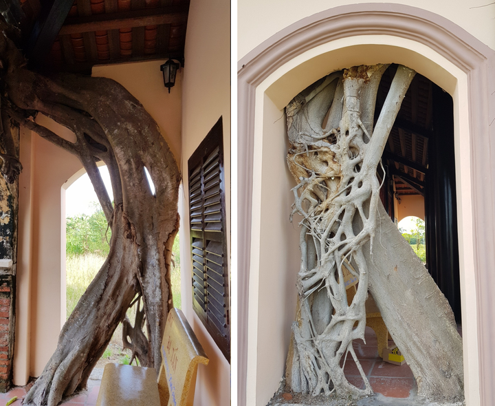 Kỳ lạ ngôi đình được ôm chặt bởi 2 cây bồ đề ở miền Tây - 6