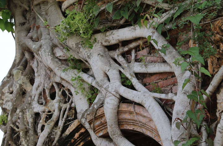 Kỳ lạ ngôi đình được ôm chặt bởi 2 cây bồ đề ở miền Tây - 7