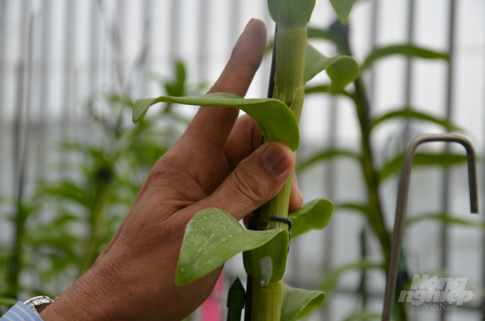 Có gì trong vườn lan đột biến lớn tốp đầu miền Bắc? - 3