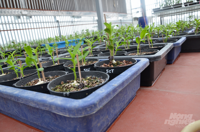 Có gì trong vườn lan đột biến lớn tốp đầu miền Bắc? - 4