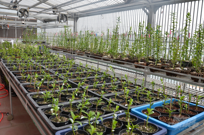 Có gì trong vườn lan đột biến lớn tốp đầu miền Bắc? - 5