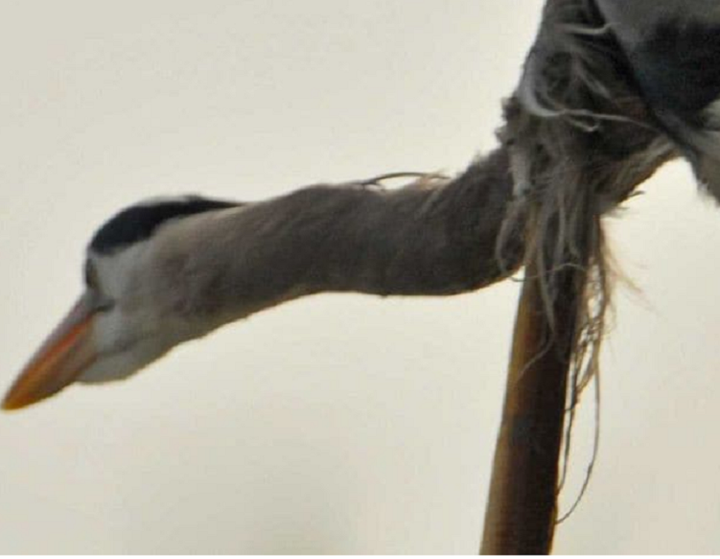 Bị nuốt sống, lươn cắn nát cổ diệc chui ra ngoài - 4