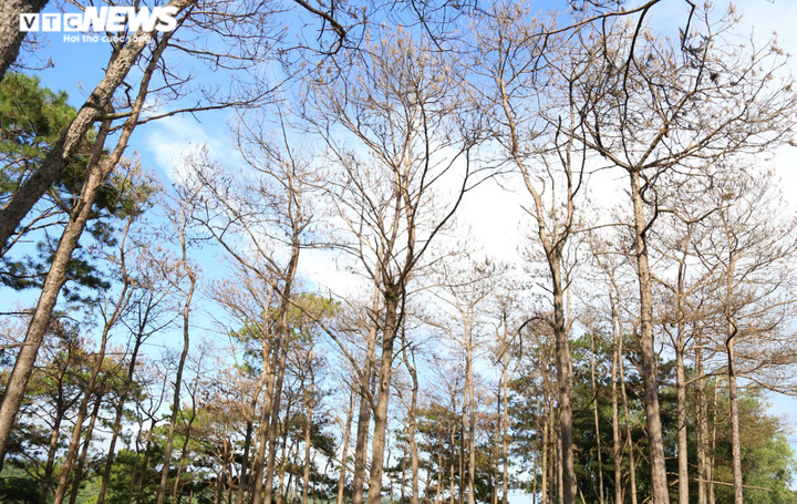 Rừng ở Đắk Glong bị tàn phá, lỗi do Huyện ủy thiếu quyết liệt - 1