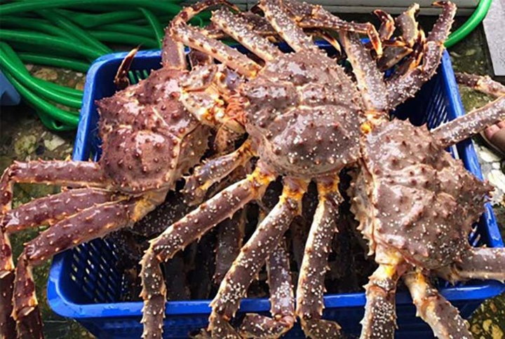 Dân Hà Nội ồ ạt mua cua Hoàng đế Alaska siêu rẻ - 2