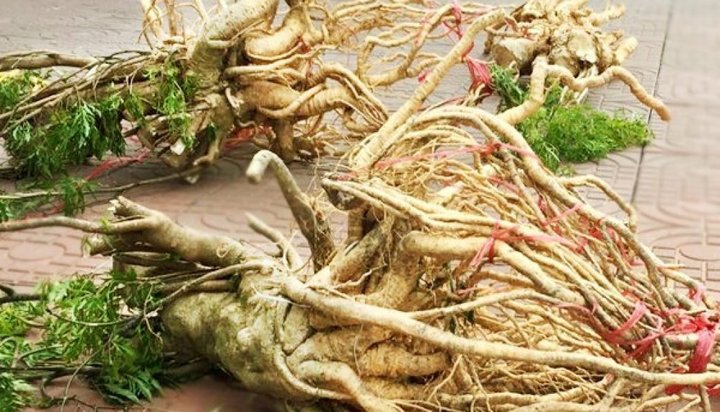 Hết thời sốt giá, 'nhân sâm' quý hơn vàng bán không ai mua, dân phải nhổ bỏ - 2