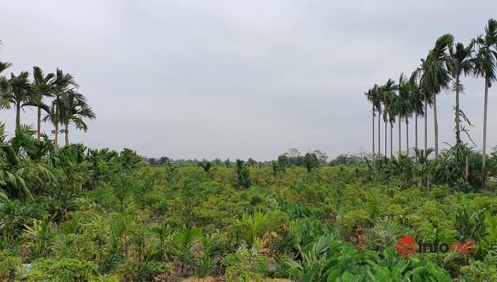 Hết thời sốt giá, 'nhân sâm' quý hơn vàng bán không ai mua, dân phải nhổ bỏ - 1