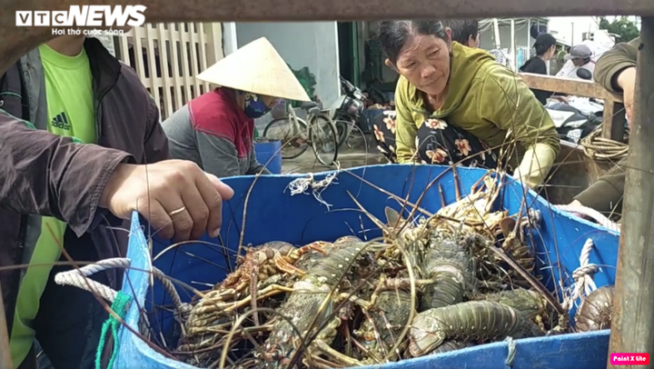Người dân 'thủ phủ' tôm hùm Phú Yên sau bão số 12: 'Chỉ có chết tôi mới hết nợ' - 2