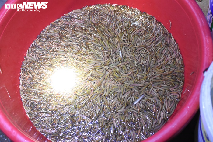 Nông dân Hải Dương chong đèn đi săn 'lộc trời', kiếm tiền triệu mỗi đêm - 10