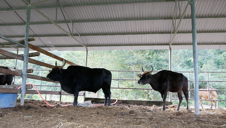 Đàn bò tót lai bị bỏ đói, gầy trơ xương ở Ninh Thuận giờ thế nào? - 3