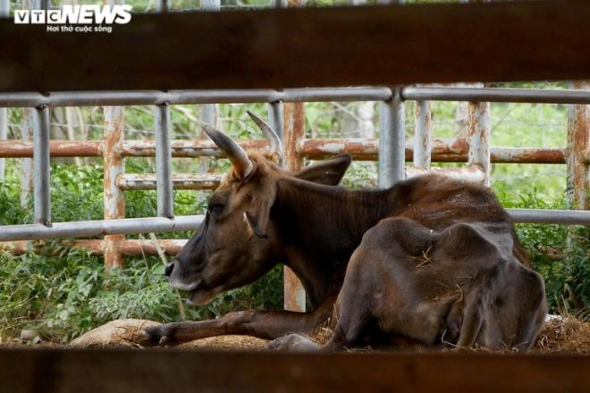 Đàn bò tót lai bị bỏ đói, gầy trơ xương ở Ninh Thuận giờ thế nào? - 4