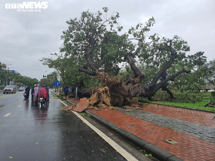 Bão 13 đổ bộ: Tàu cá bị sóng đánh chìm, gió quật đổ cây cổ thụ ở Huế - 4