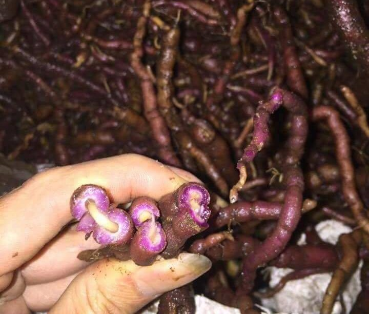 Uống rượu ba kích: Coi chừng liệt dương, vô sinh - 1