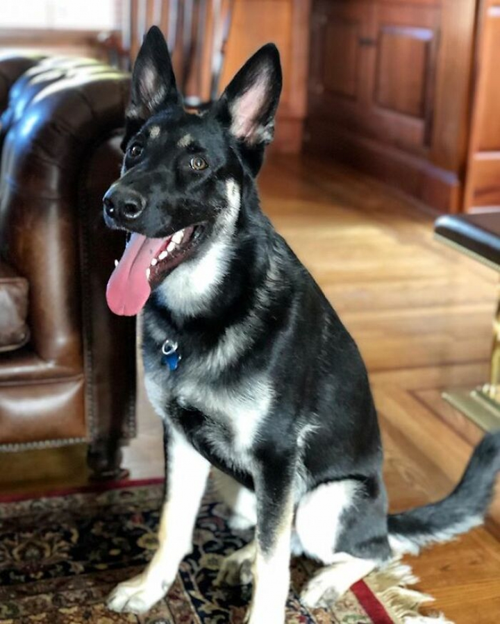 Chuyện chú chó 'vô gia cư' của ông Joe Biden - 5