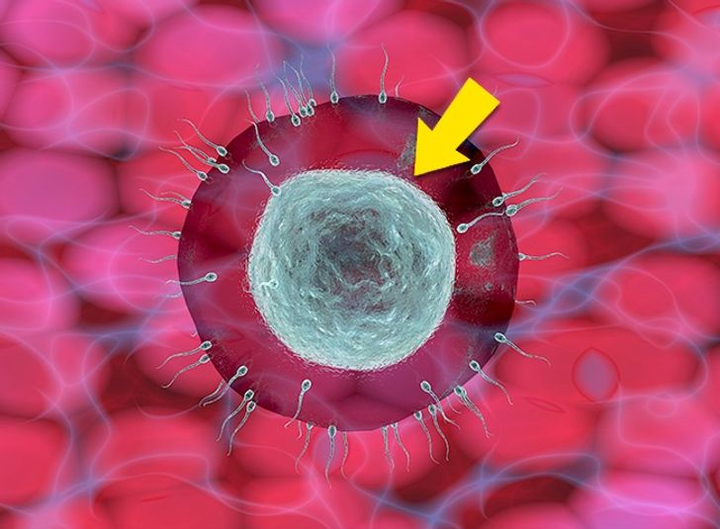 Chuyện gì xảy ra với cơ thể khi bạn ăn hai quả trứng mỗi ngày? - 7