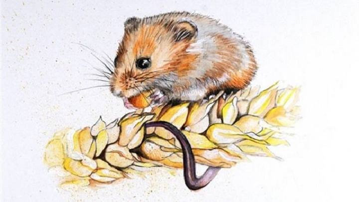 Tử vi 12 con giáp ngày 21/11: Tuổi Thìn cẩn trọng bị lừa gạt mất tiền - 1