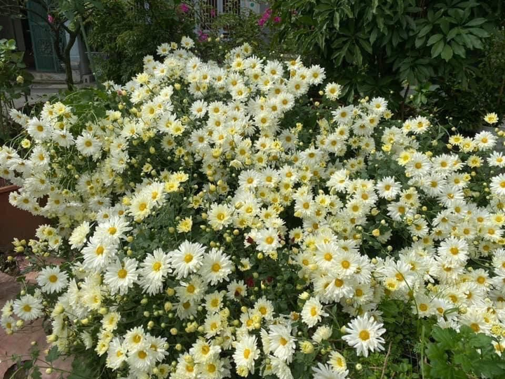 Bỏ tiền triệu mua loại cúc họa mi đặc biệt, chơi 2 tháng mới tàn - 2