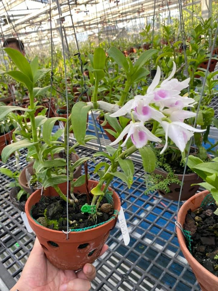 Hành trình phát triển vườn lan đột biến quý hiếm của chàng trai Hòa Bình - 4