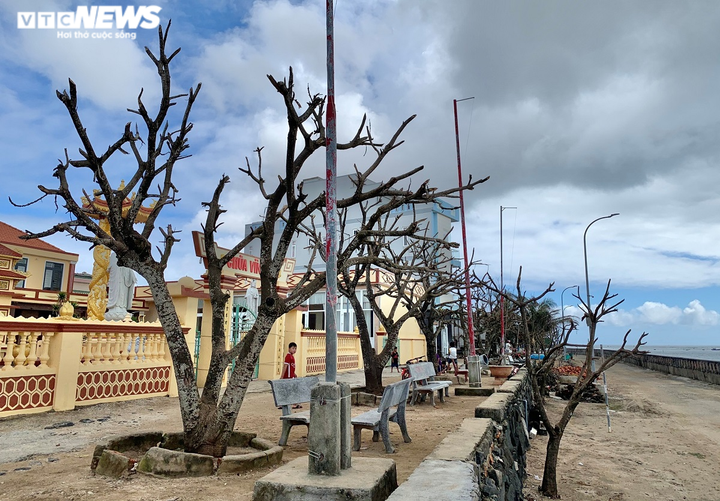 Ảnh: Hàng nghìn cây xanh trên đảo tiền tiêu Lý Sơn trơ trụi lá, chết khô - 3