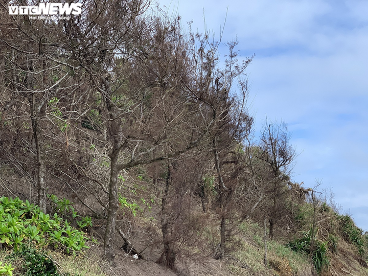 Ảnh: Hàng nghìn cây xanh trên đảo tiền tiêu Lý Sơn trơ trụi lá, chết khô - 4