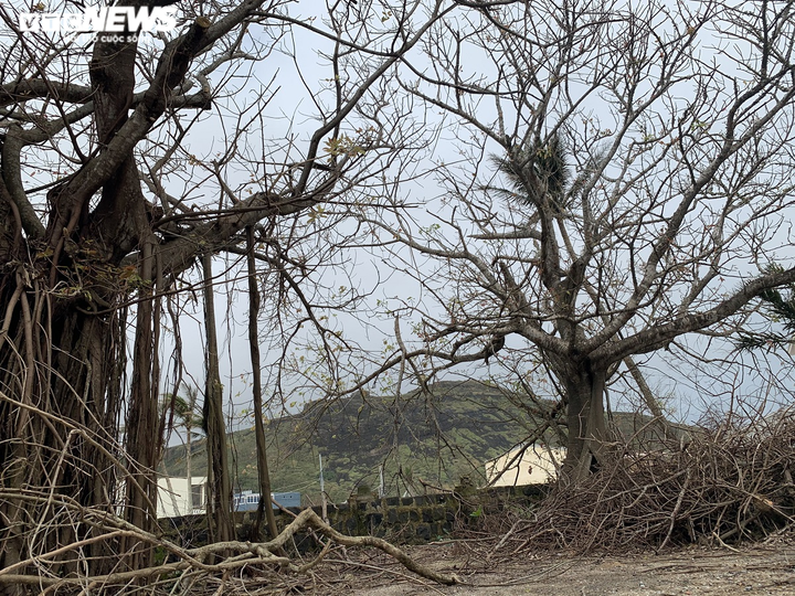 Ảnh: Hàng nghìn cây xanh trên đảo tiền tiêu Lý Sơn trơ trụi lá, chết khô - 9