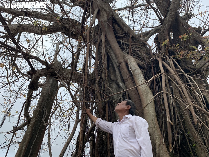 Ảnh: Hàng nghìn cây xanh trên đảo tiền tiêu Lý Sơn trơ trụi lá, chết khô - 6