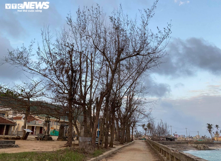 Ảnh: Hàng nghìn cây xanh trên đảo tiền tiêu Lý Sơn trơ trụi lá, chết khô - 5