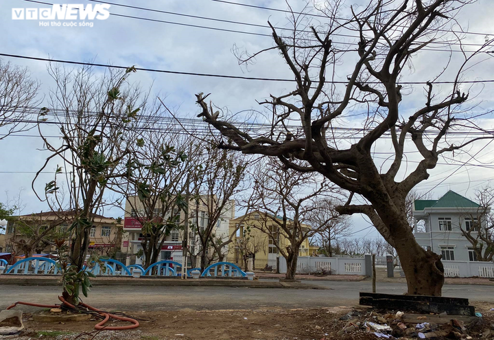 Ảnh: Hàng nghìn cây xanh trên đảo tiền tiêu Lý Sơn trơ trụi lá, chết khô - 7