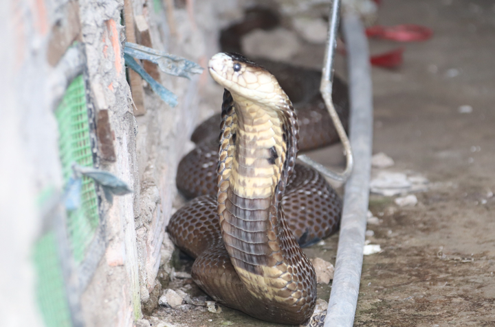 Ảnh: Nuôi loài rắn cực độc, anh nông dân miền Tây thu tiền tỷ mỗi năm - 3