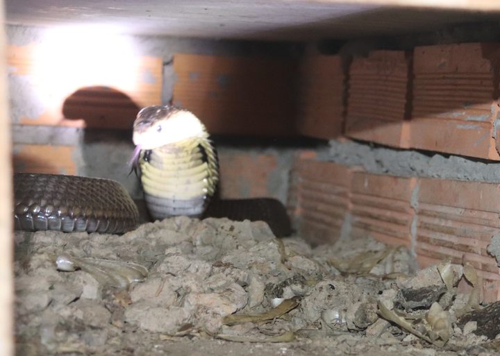 Ảnh: Nuôi loài rắn cực độc, anh nông dân miền Tây thu tiền tỷ mỗi năm - 8