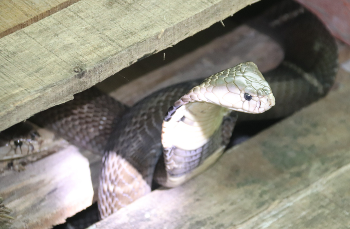 Ảnh: Nuôi loài rắn cực độc, anh nông dân miền Tây thu tiền tỷ mỗi năm - 6