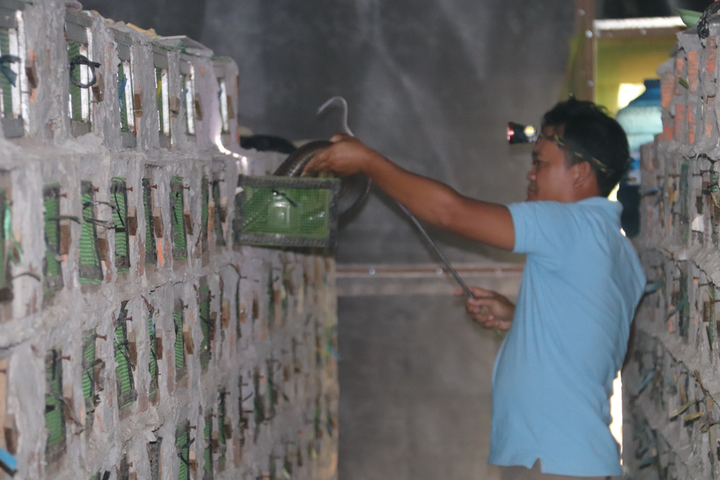 Ảnh: Nuôi loài rắn cực độc, anh nông dân miền Tây thu tiền tỷ mỗi năm - 11