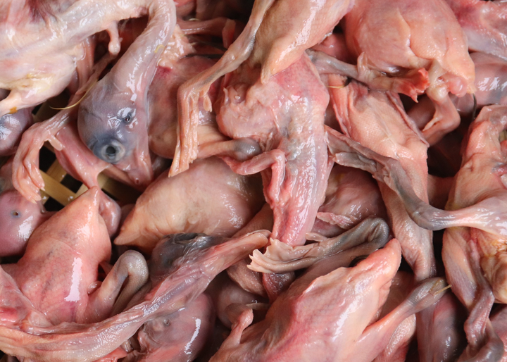 Ảnh: Nuôi loài rắn cực độc, anh nông dân miền Tây thu tiền tỷ mỗi năm - 7