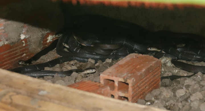 Ảnh: Nuôi loài rắn cực độc, anh nông dân miền Tây thu tiền tỷ mỗi năm - 9