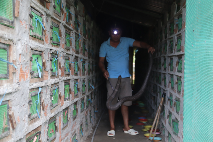 Ảnh: Nuôi loài rắn cực độc, anh nông dân miền Tây thu tiền tỷ mỗi năm - 1