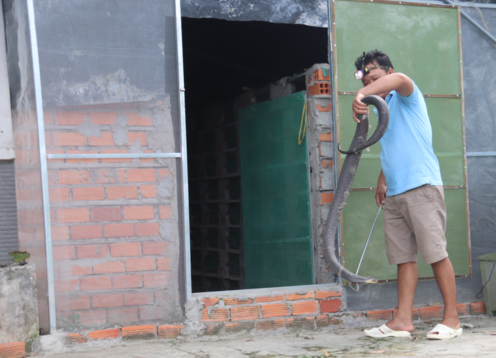 Ảnh: Nuôi loài rắn cực độc, anh nông dân miền Tây thu tiền tỷ mỗi năm - 2