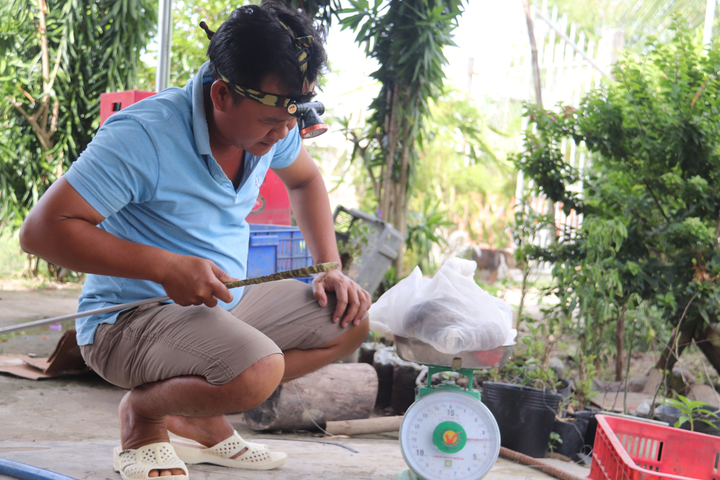 Ảnh: Nuôi loài rắn cực độc, anh nông dân miền Tây thu tiền tỷ mỗi năm - 10