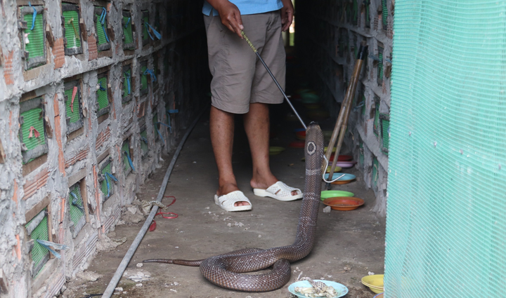 Ảnh: Nuôi loài rắn cực độc, anh nông dân miền Tây thu tiền tỷ mỗi năm - 5