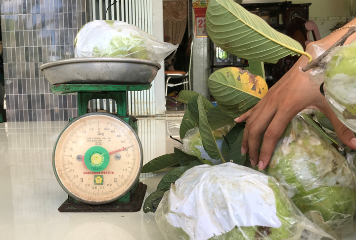 Đã mắt với vườn ổi quả nặng tới 1,5kg của lão nông miền Tây - 5