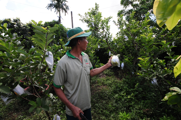 Đã mắt với vườn ổi quả nặng tới 1,5kg của lão nông miền Tây - 6