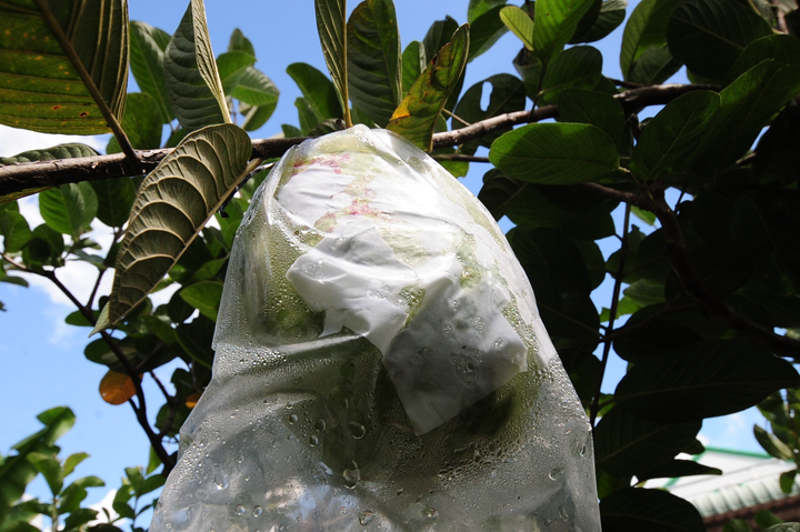 Đã mắt với vườn ổi quả nặng tới 1,5kg của lão nông miền Tây - 7