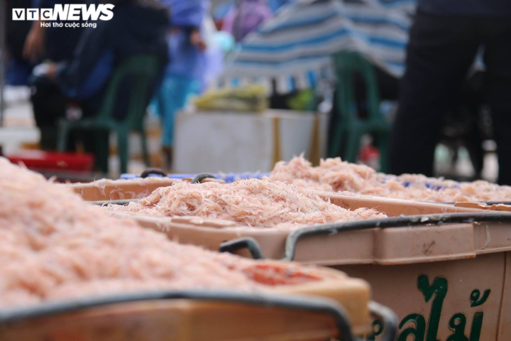 Được mùa ruốc biển, ngư dân Hà Tĩnh kiếm tiền triệu mỗi ngày - 8