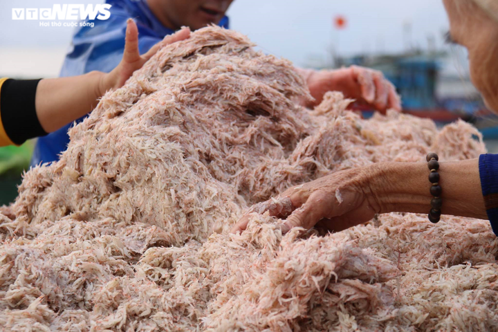 Được mùa ruốc biển, ngư dân Hà Tĩnh kiếm tiền triệu mỗi ngày - 5