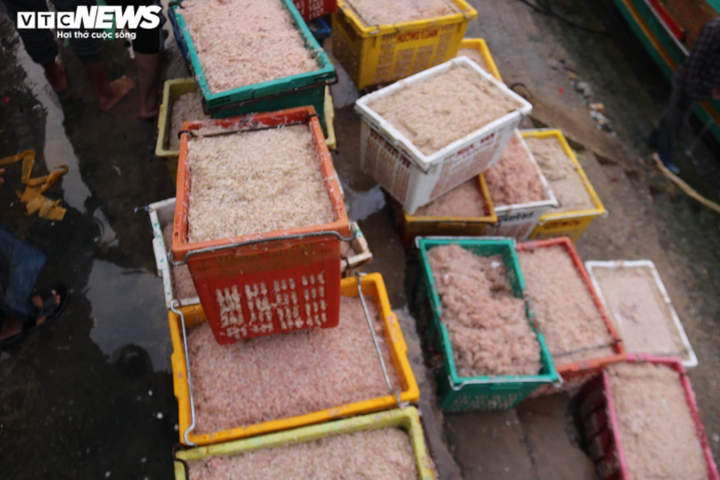 Được mùa ruốc biển, ngư dân Hà Tĩnh kiếm tiền triệu mỗi ngày - 7