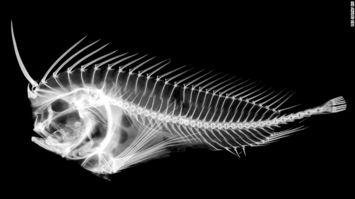 Loài cá kỳ dị giấu 'gươm' trong đầu - 1