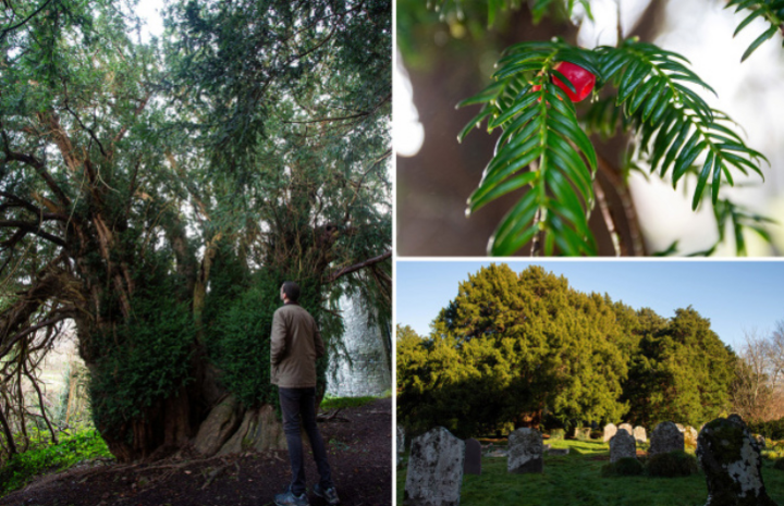 Cây cổ thụ 3.000 năm tự chuyển giới thành giống cái - 1