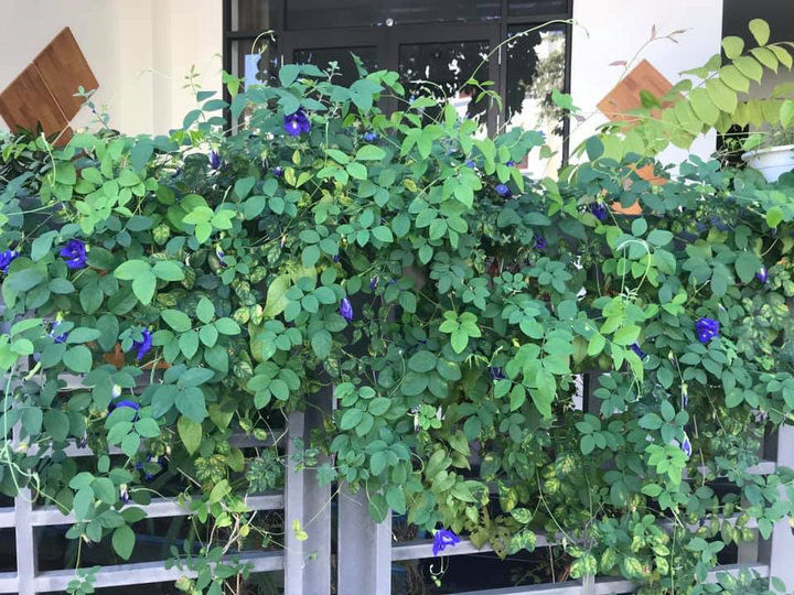 Không gian sống ngập tràn cây xanh của MC Bạch Dương sau khi rời VTV - 15