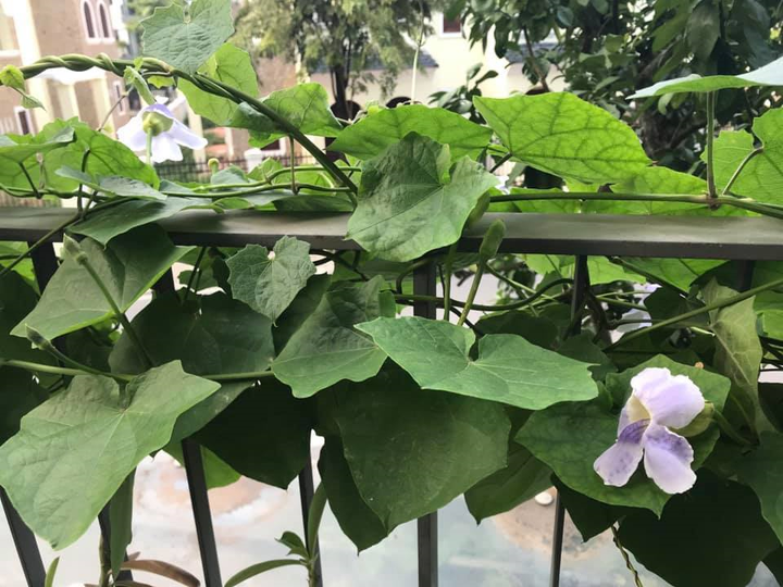 Không gian sống ngập tràn cây xanh của MC Bạch Dương sau khi rời VTV - 14