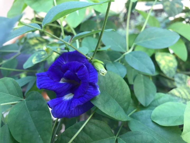 Không gian sống ngập tràn cây xanh của MC Bạch Dương sau khi rời VTV - 13