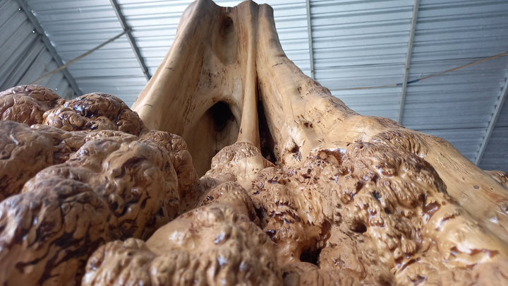 Gốc bằng lăng cườm khổng lồ được trả 250 triệu đồng mà chủ nhân chưa bán - 6