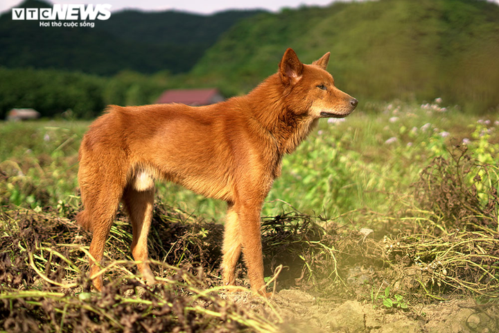 Những điều ít biết về 'tứ đại danh khuyển' của Việt Nam - 11